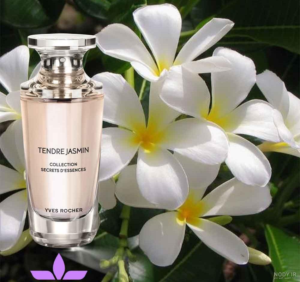 عکس گل جاسمین