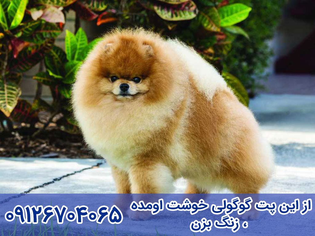 عکس سگ حامله