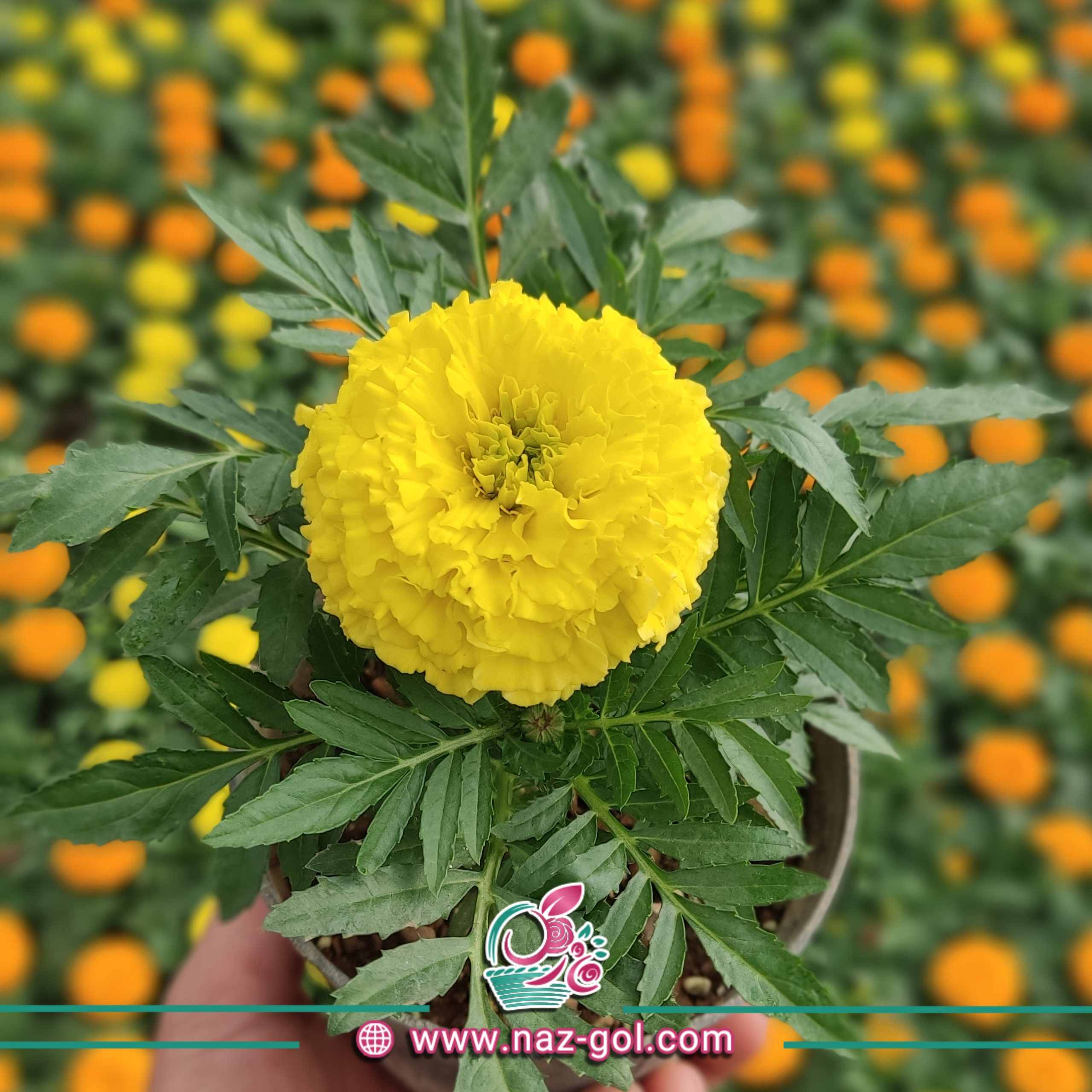 عکس گل جعفری