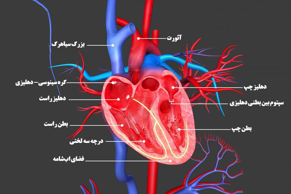 عکس قلب انسان