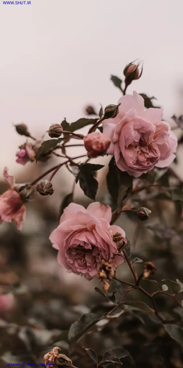 دانلود عکس گل محمدی برای پروفایل
