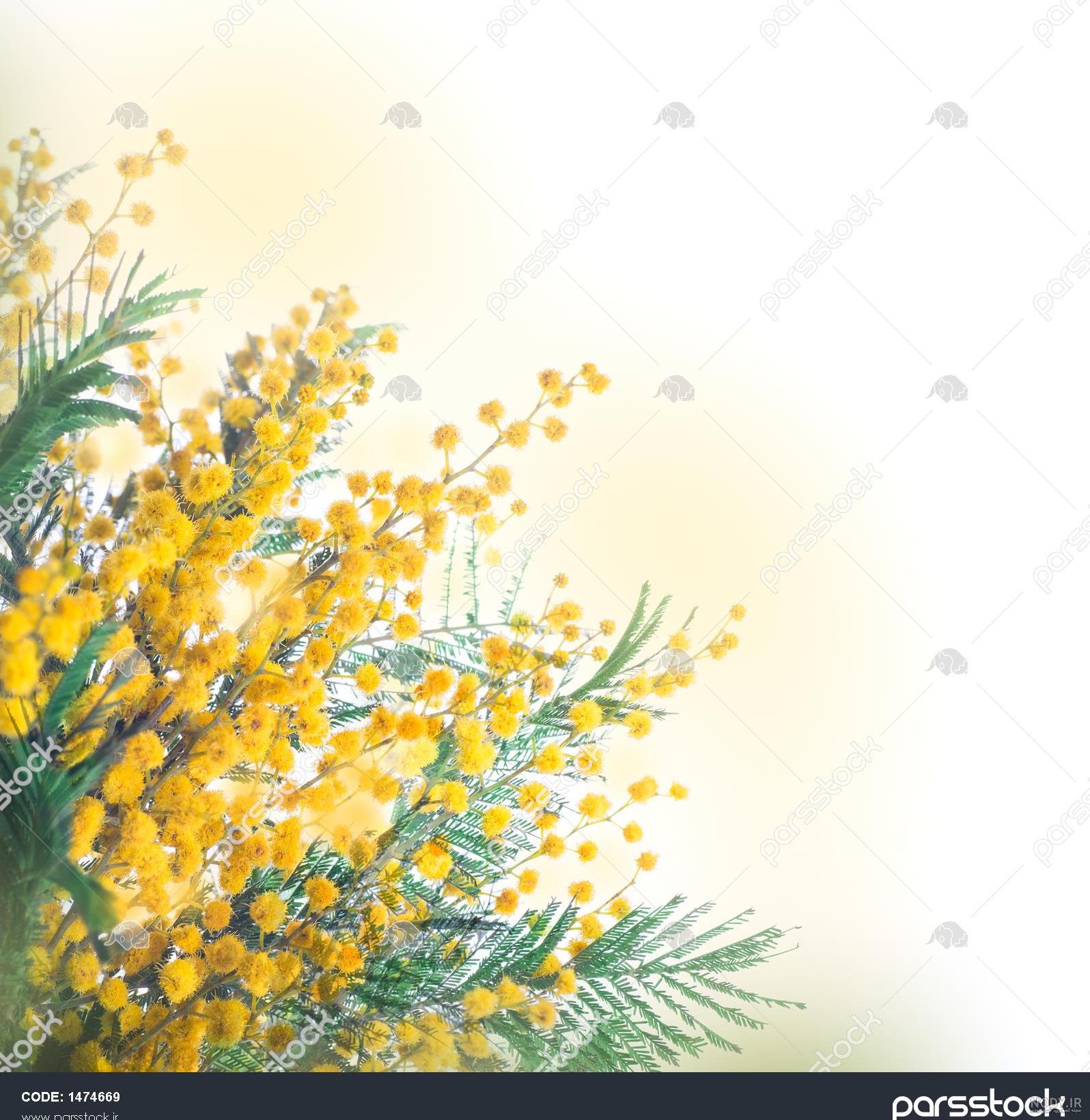 عکس گل زرد