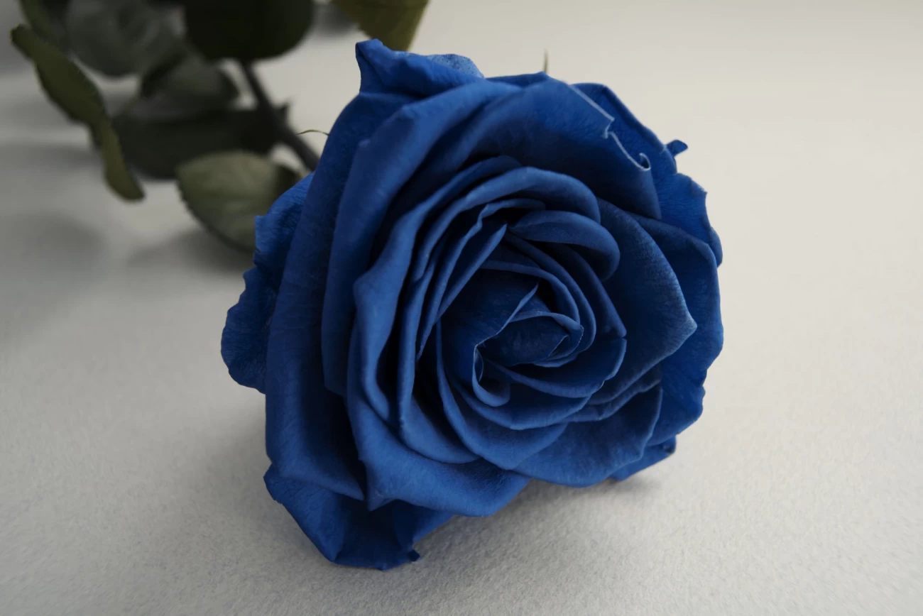 عکس گل رز آبی