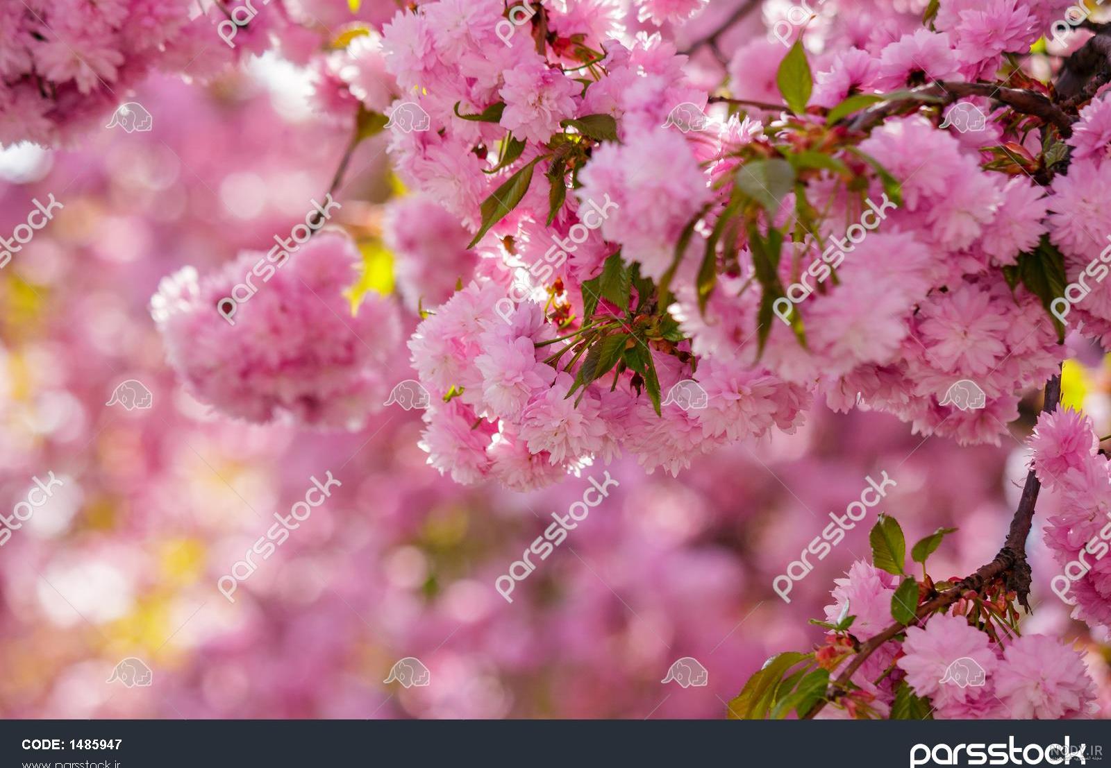 عکس گل ژاپنی