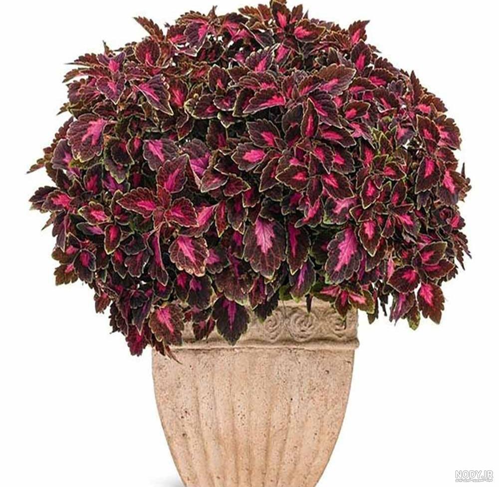 عکس گل حسن یوسف مخملی