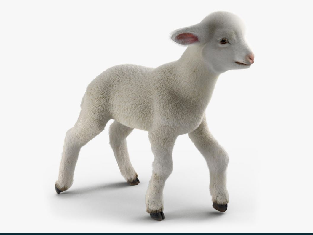 عکس گوسفند