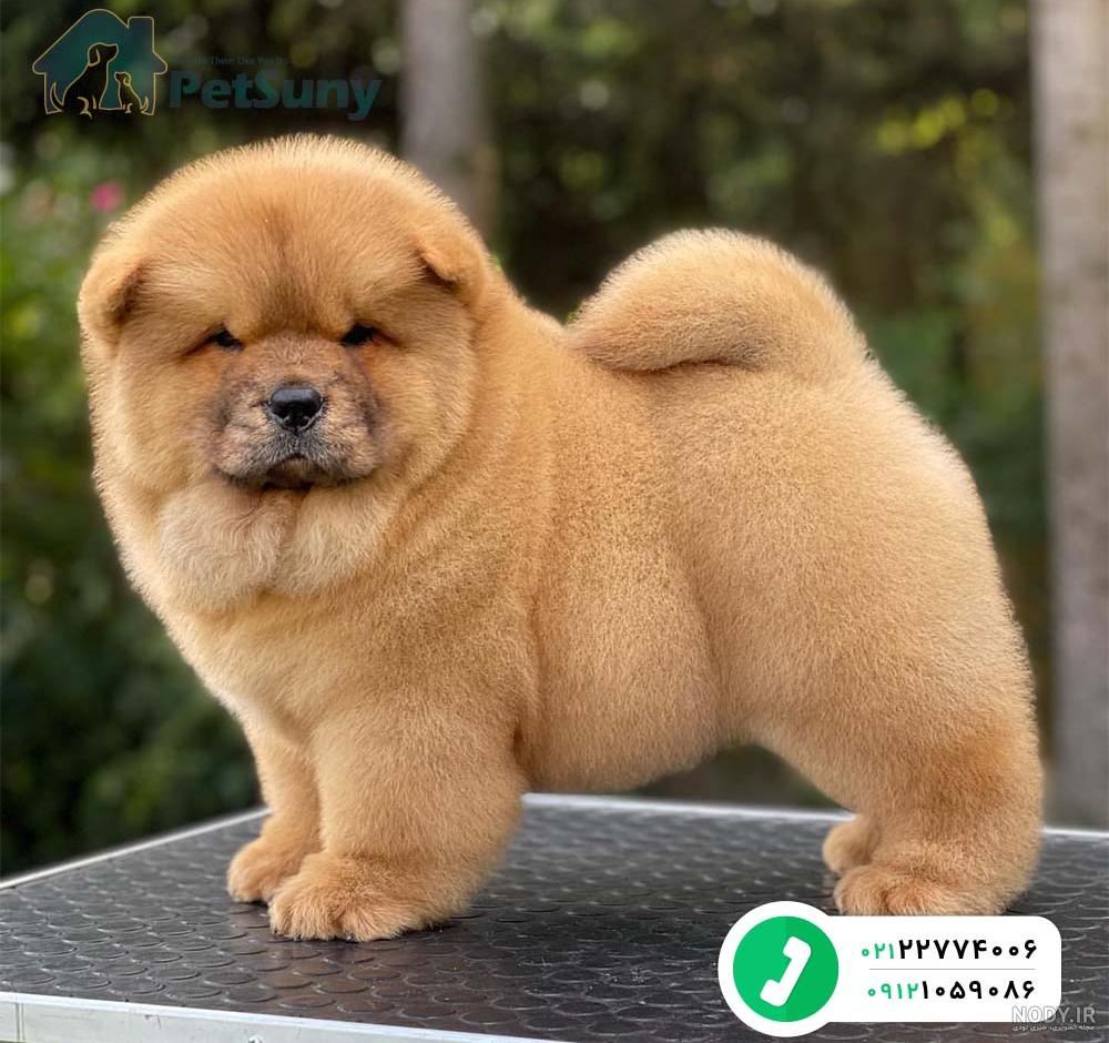 قیمت عکس سگ جیبی