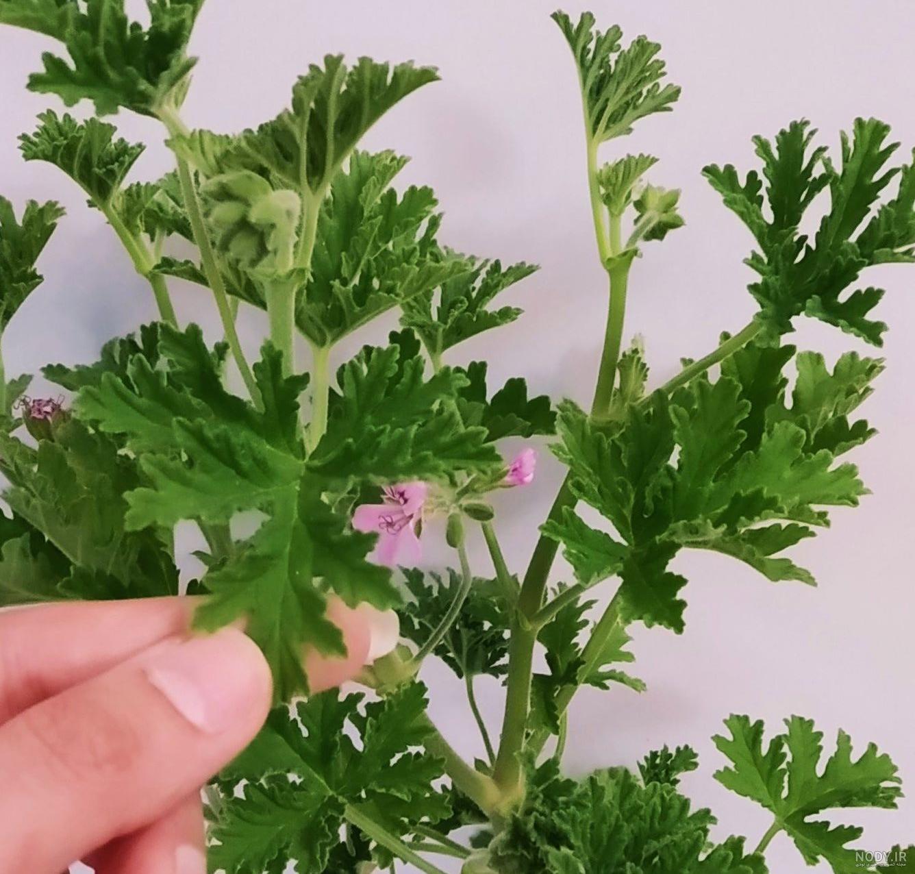 عکس گل چایی