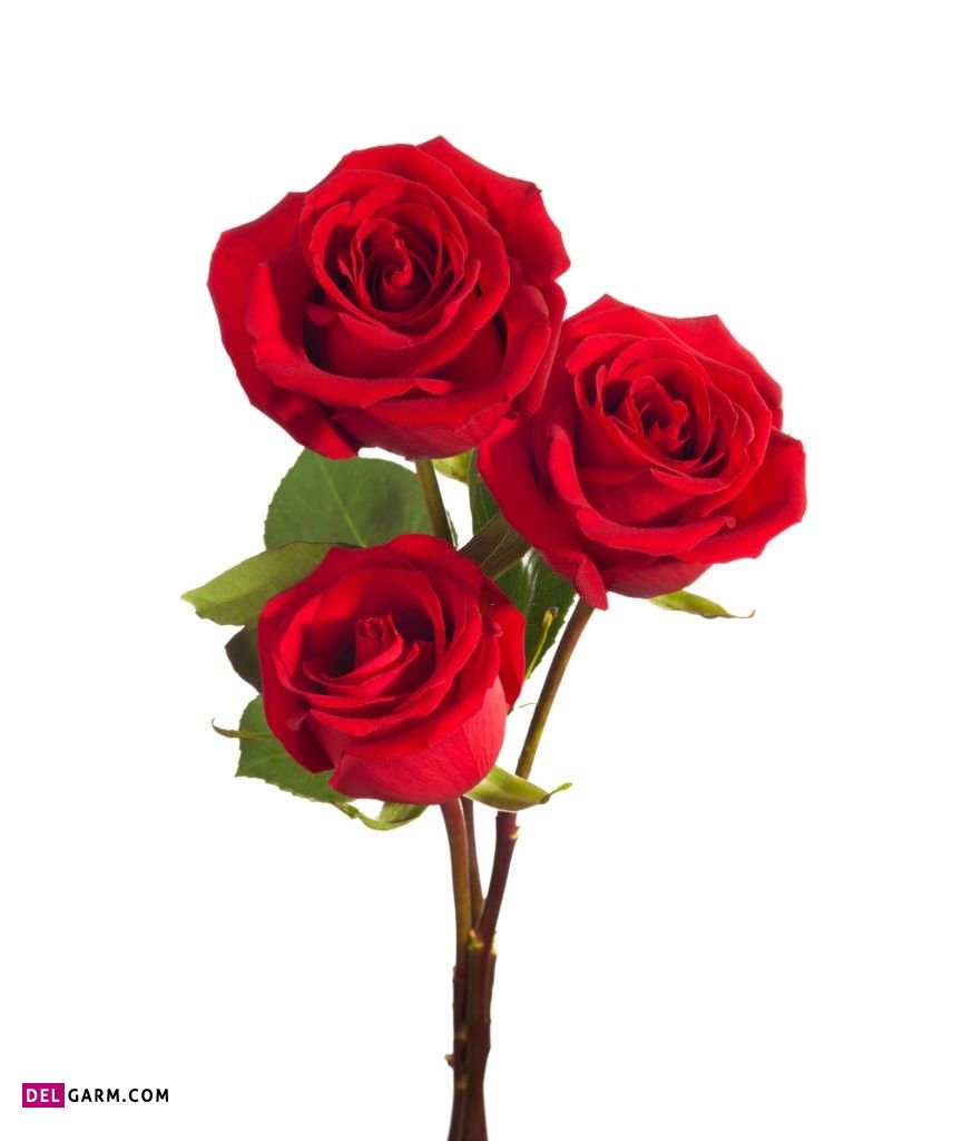 عکس گل برای استوری