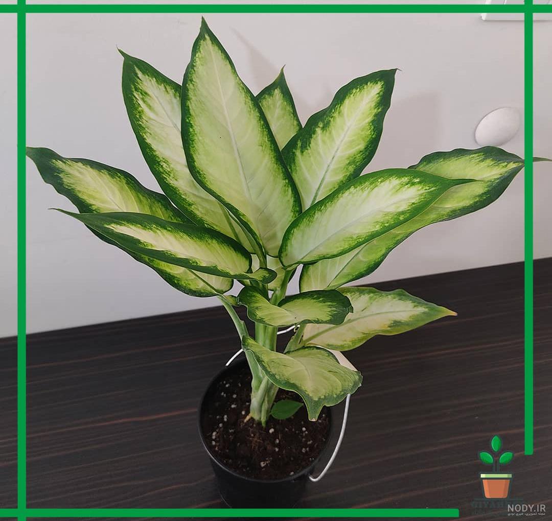عکس گل دیفن
