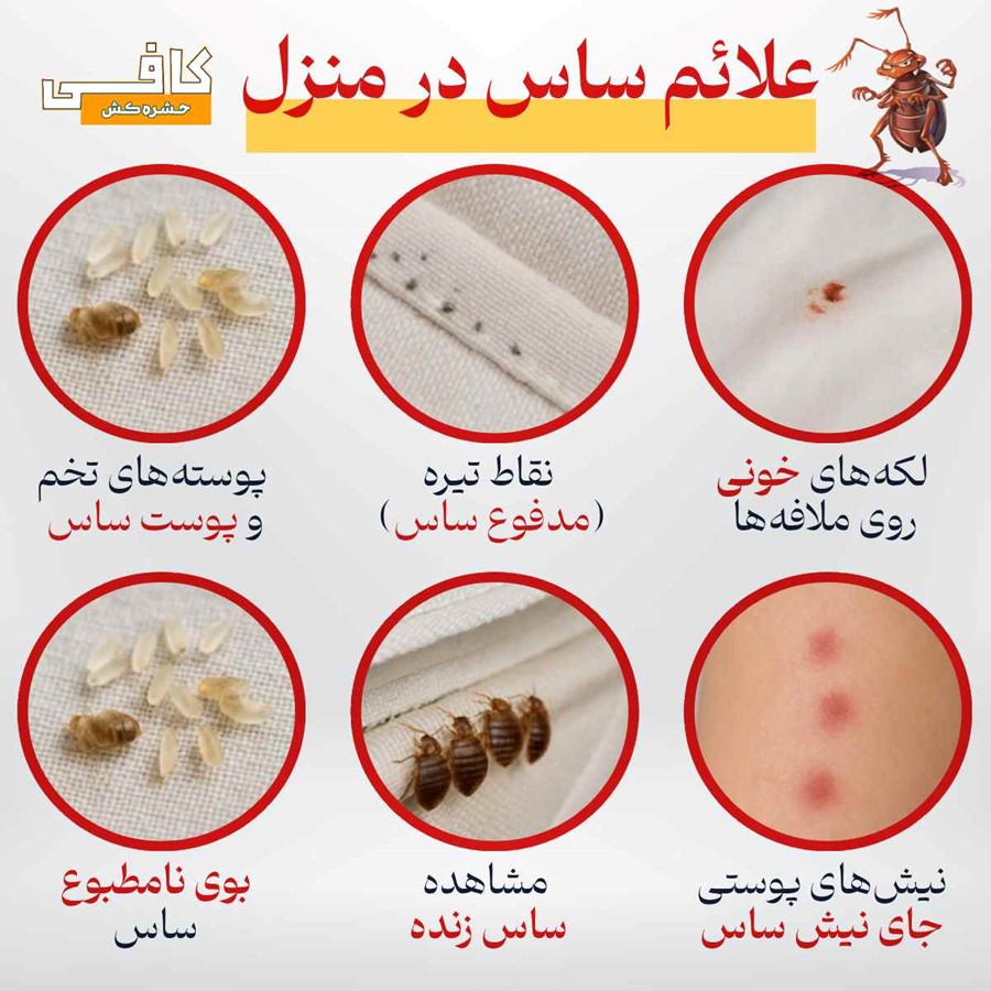 عکس حشره ساس