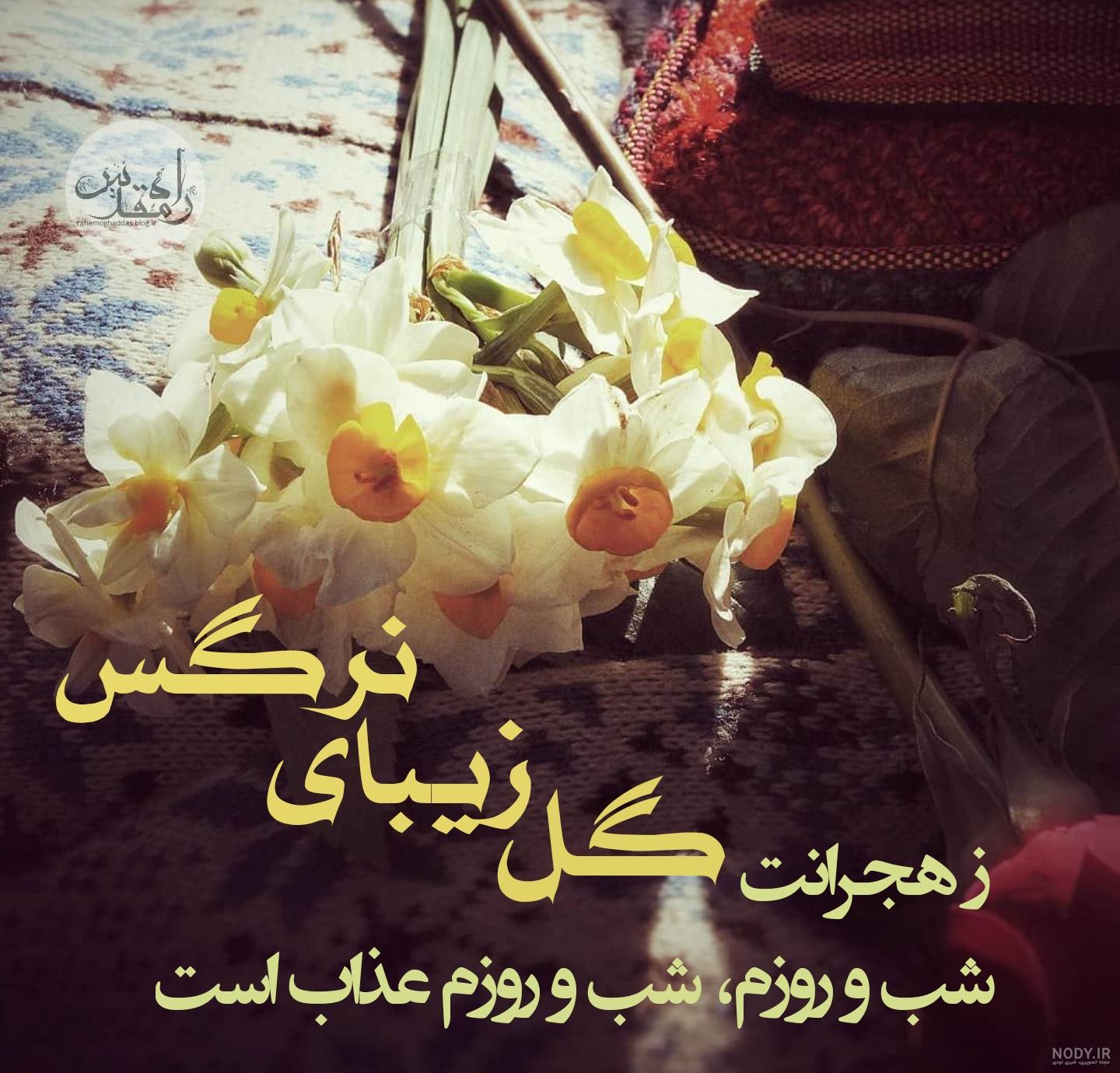عکس گل دلتنگی