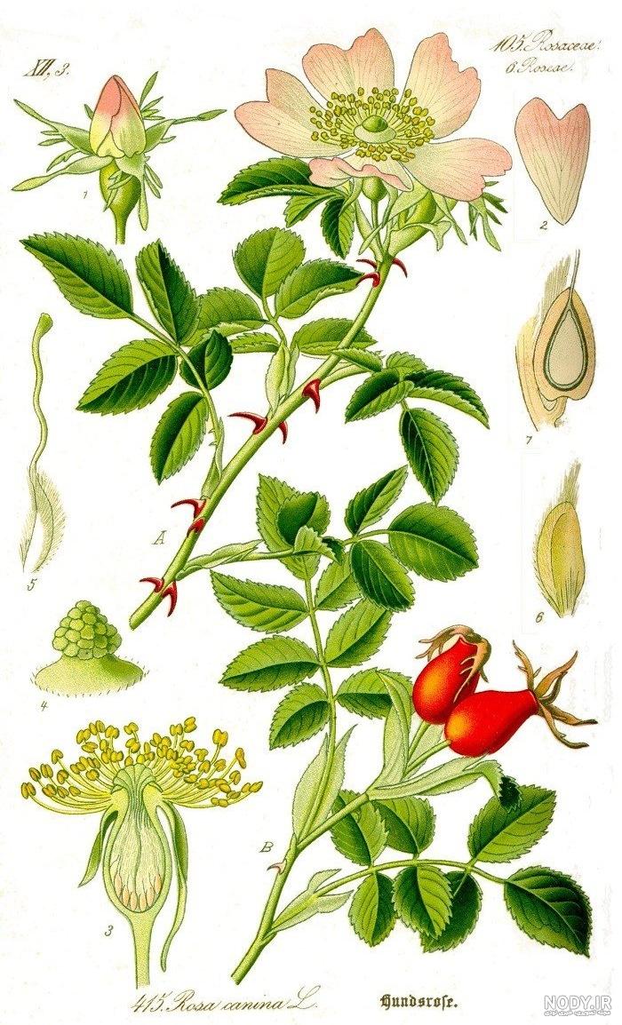 عکس گل نسترن وحشی