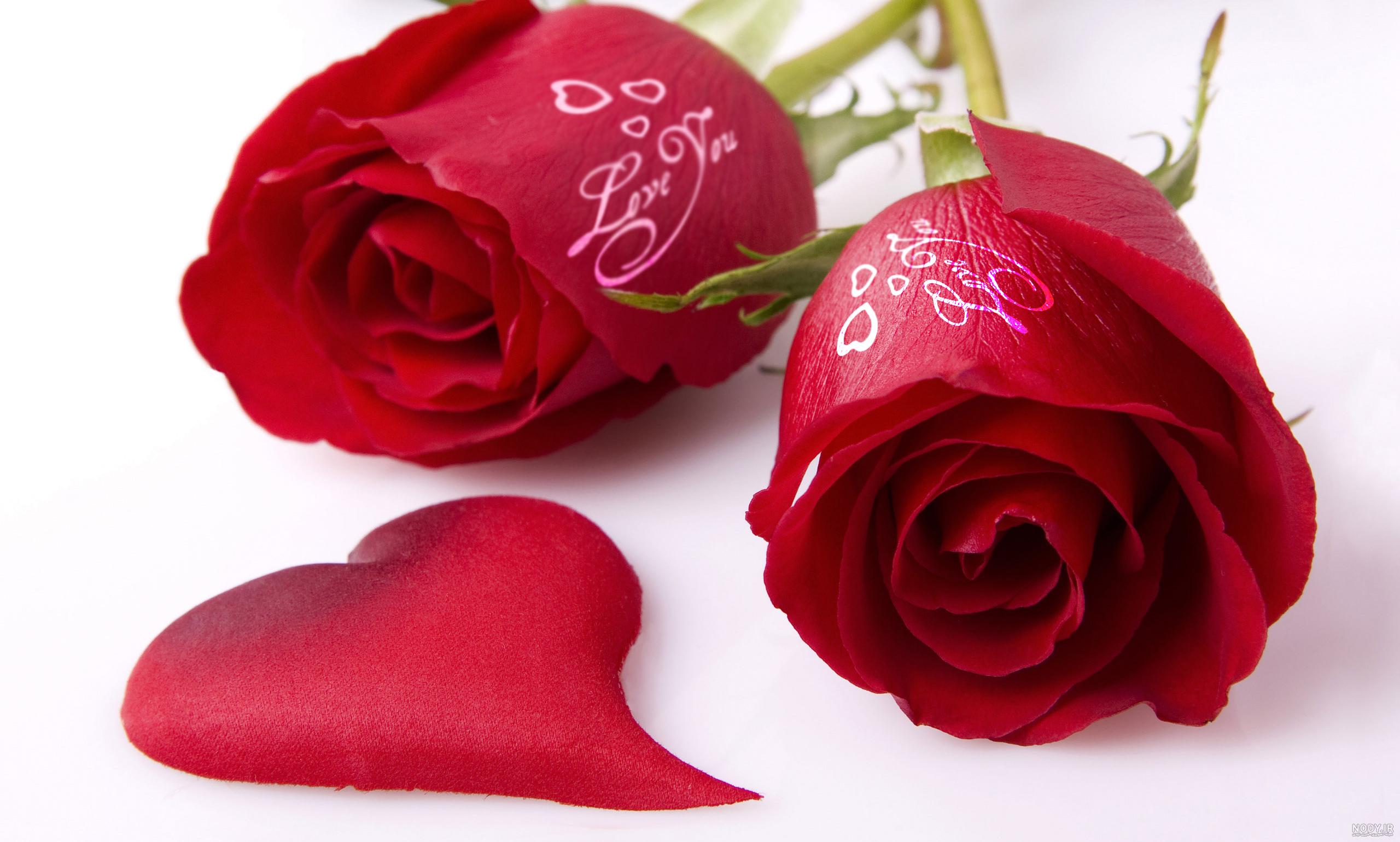 عکس گل رز قرمز عاشقانه