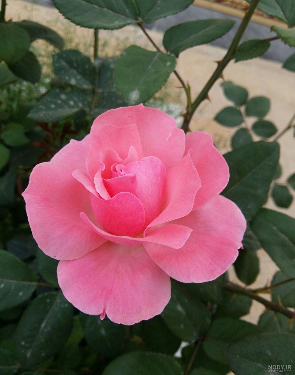 عکس گل در طبیعت