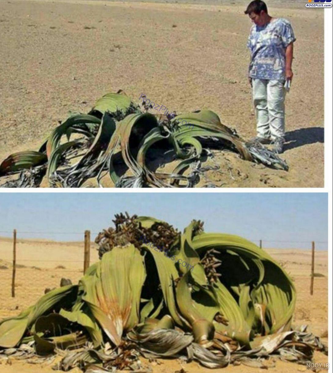 عکس گل زشت