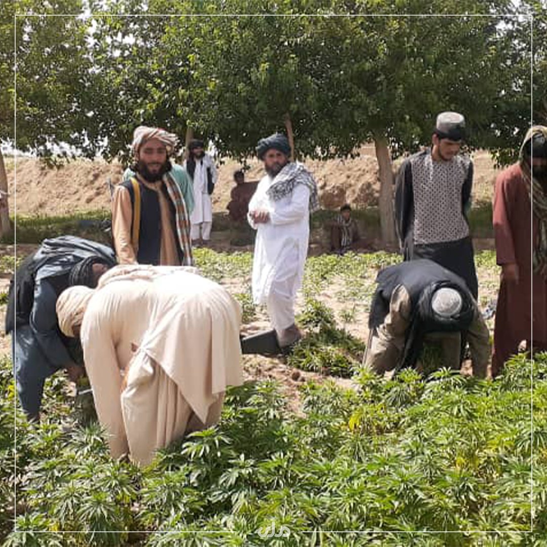 عکس چرس افغانستان
