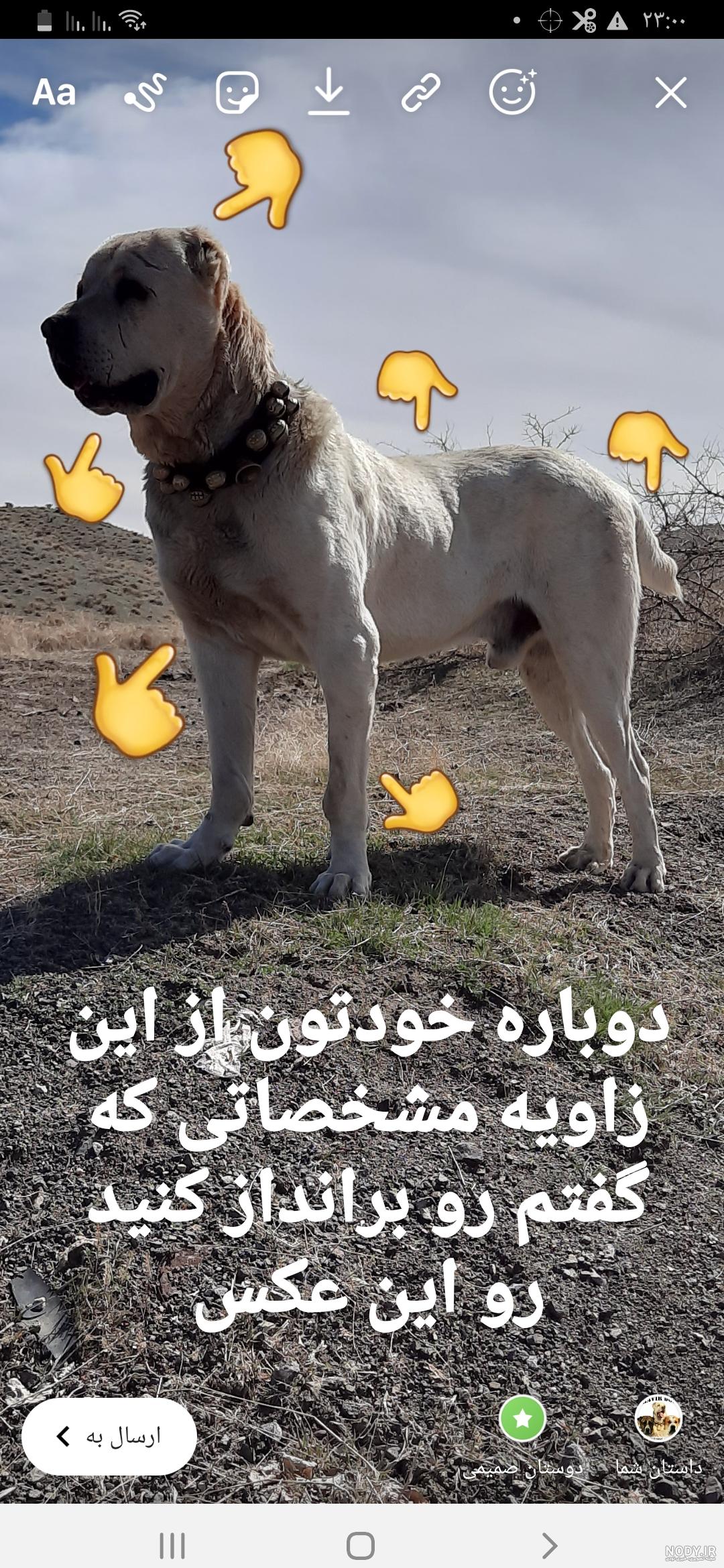عکس سگ خراسانی