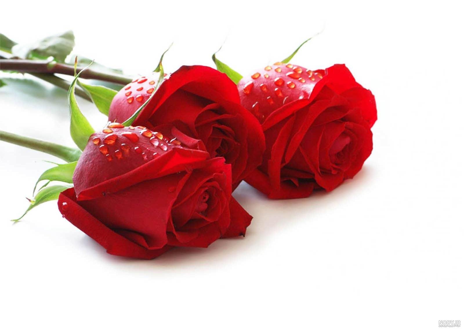 عکس گل رز قرمز