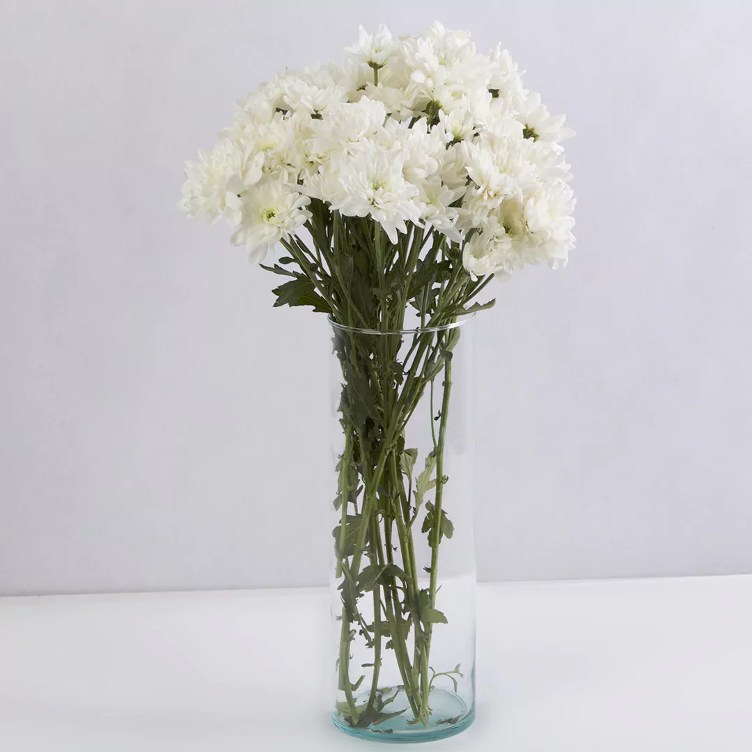 عکس گل داوودی