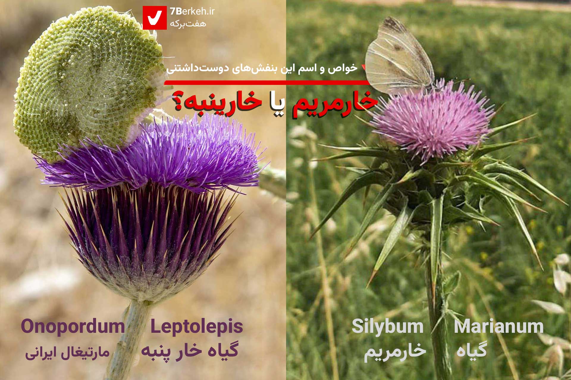 عکس گل خار مریم
