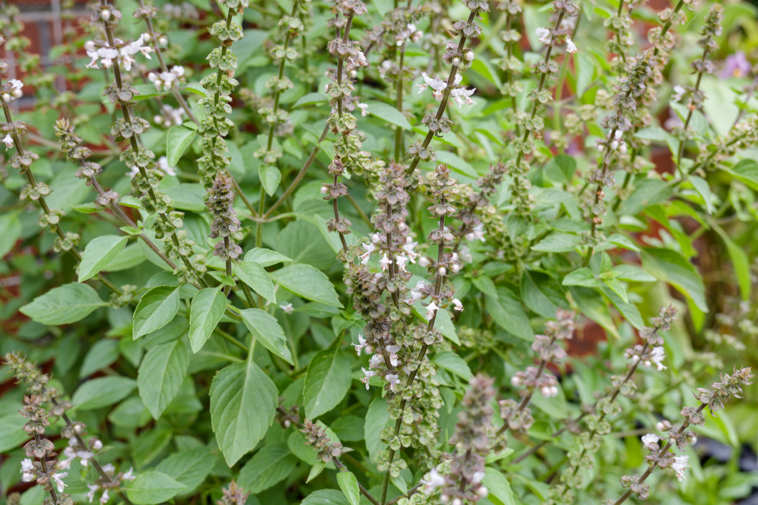 عکس گل ریحان