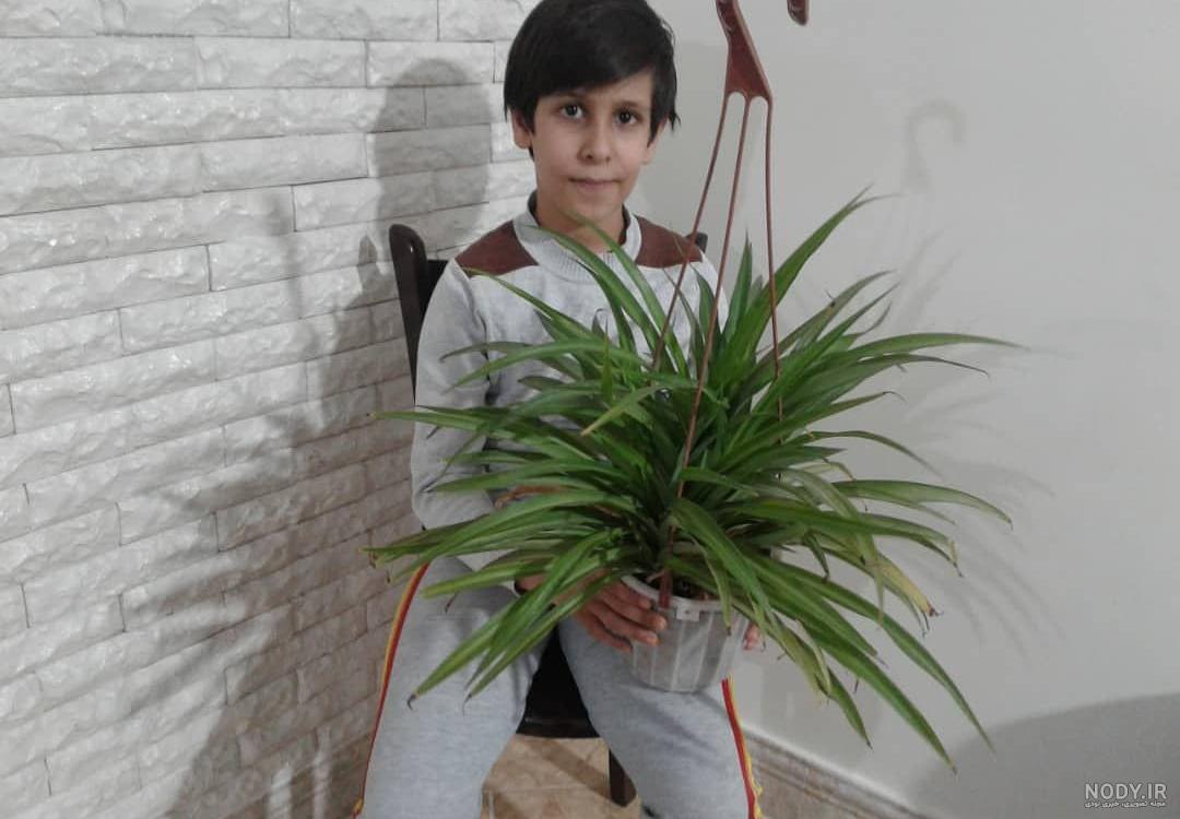 عکس گل برگ ذرتی