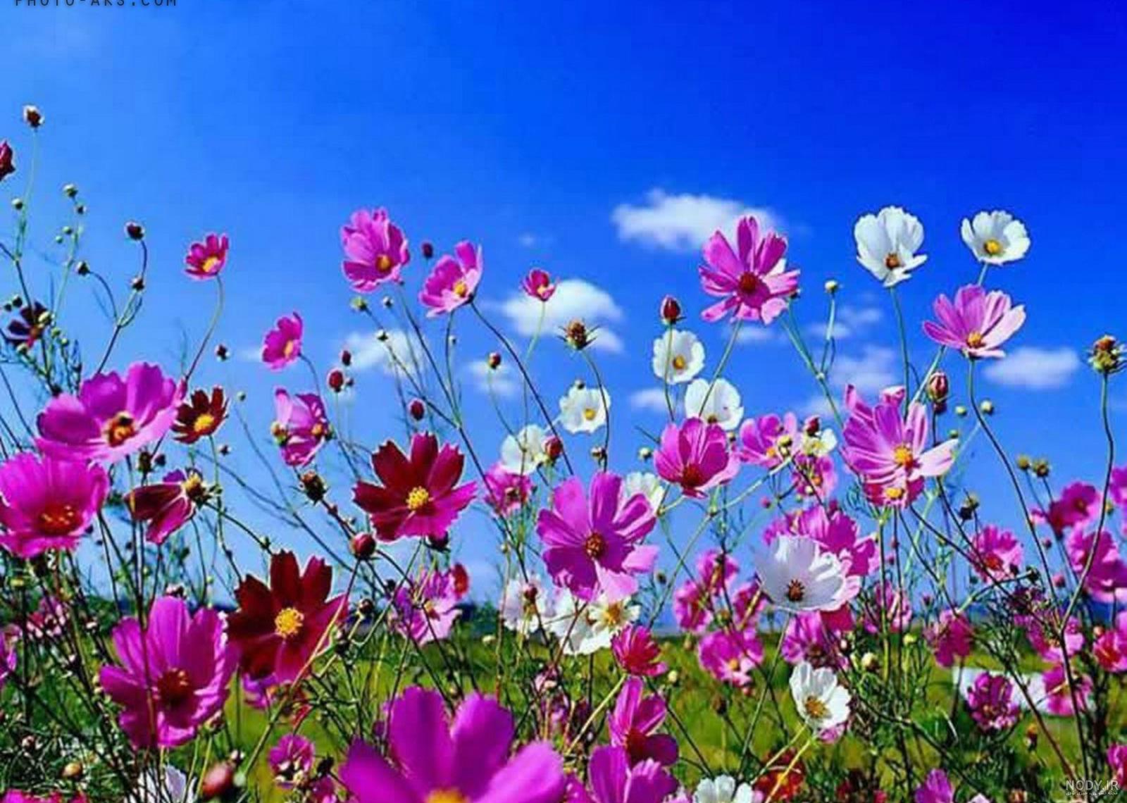عکس گل طبیعی