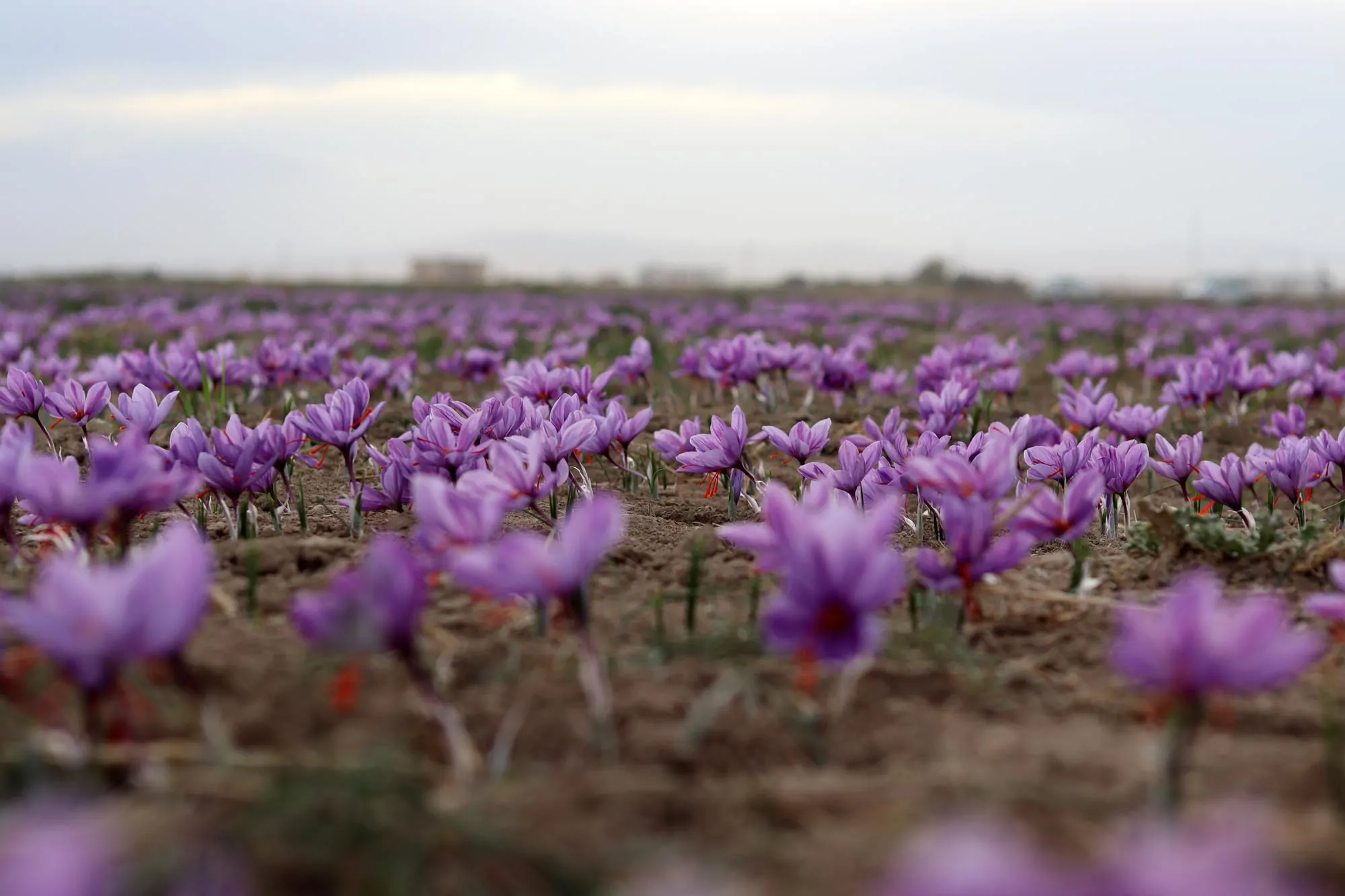 عکس گل زعفران