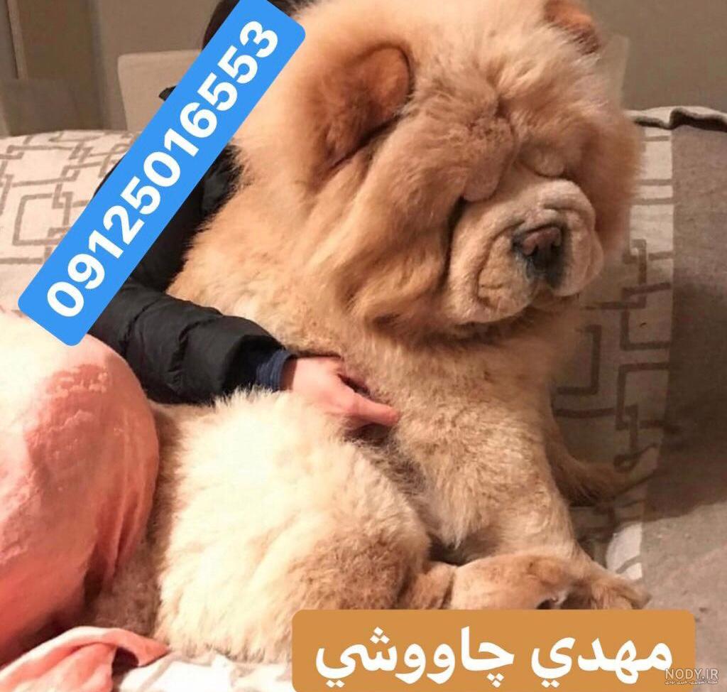 عکس سگ چاوچاو خرسی