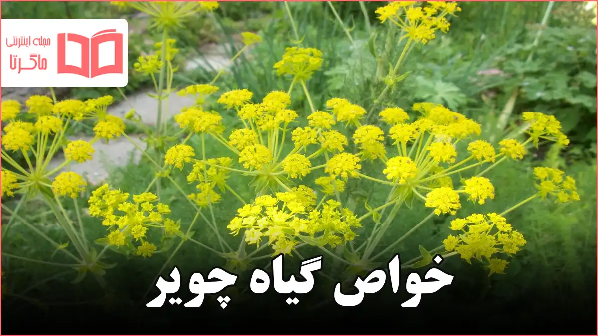 عکس گل چنور