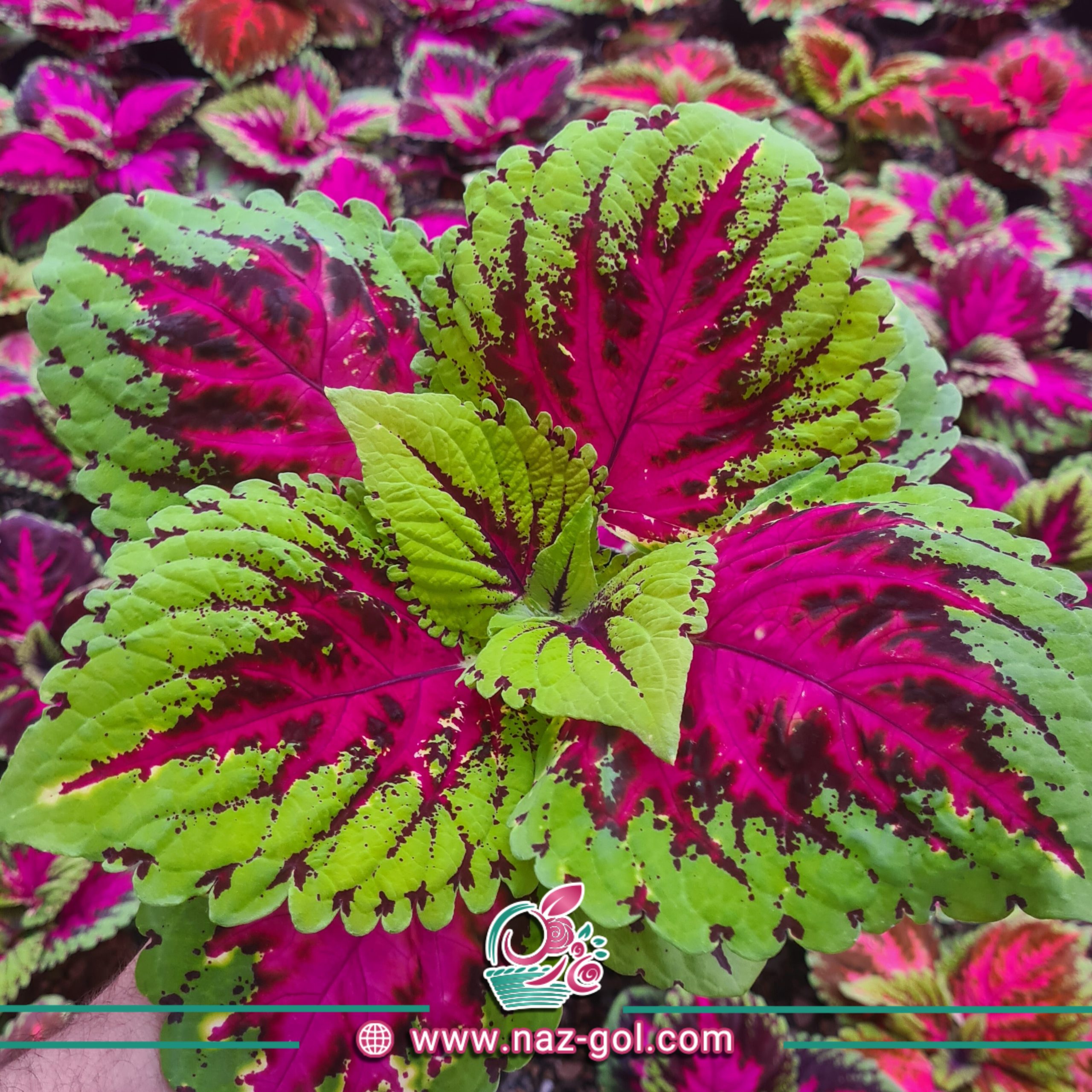 عکس گل حسن یوسف بزرگ