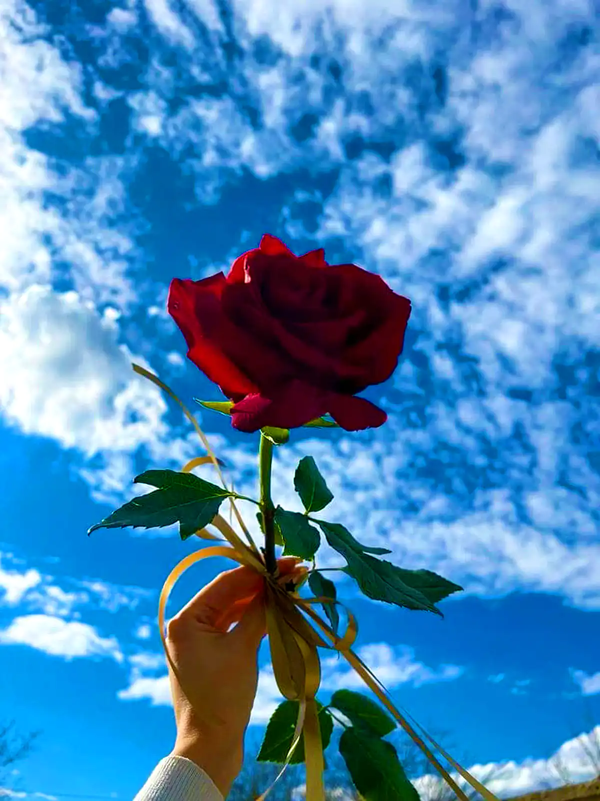 عکس گل