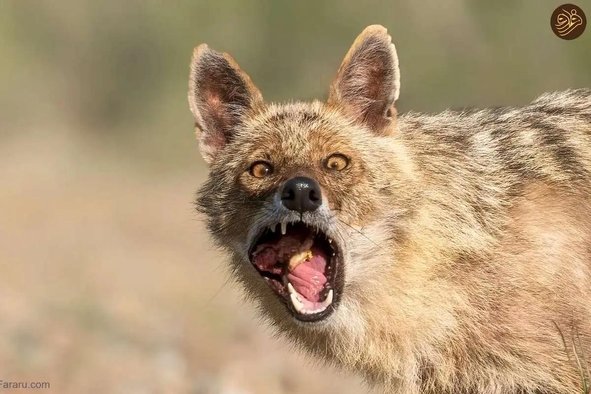 عکس شغال