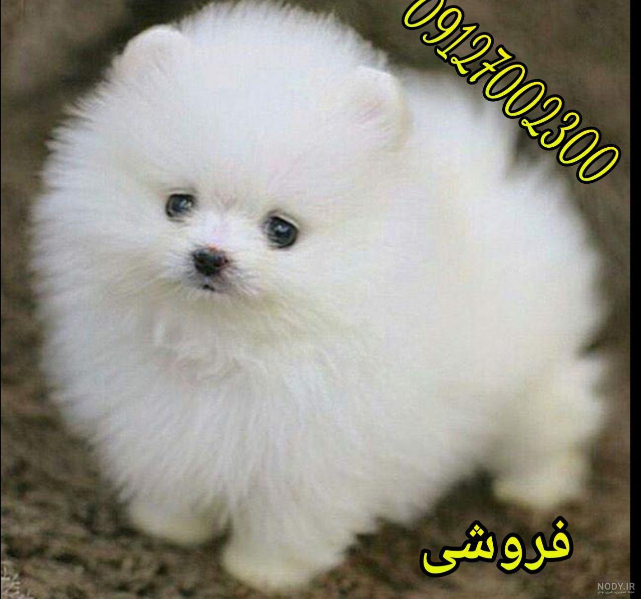 قیمت عکس سگ جیبی