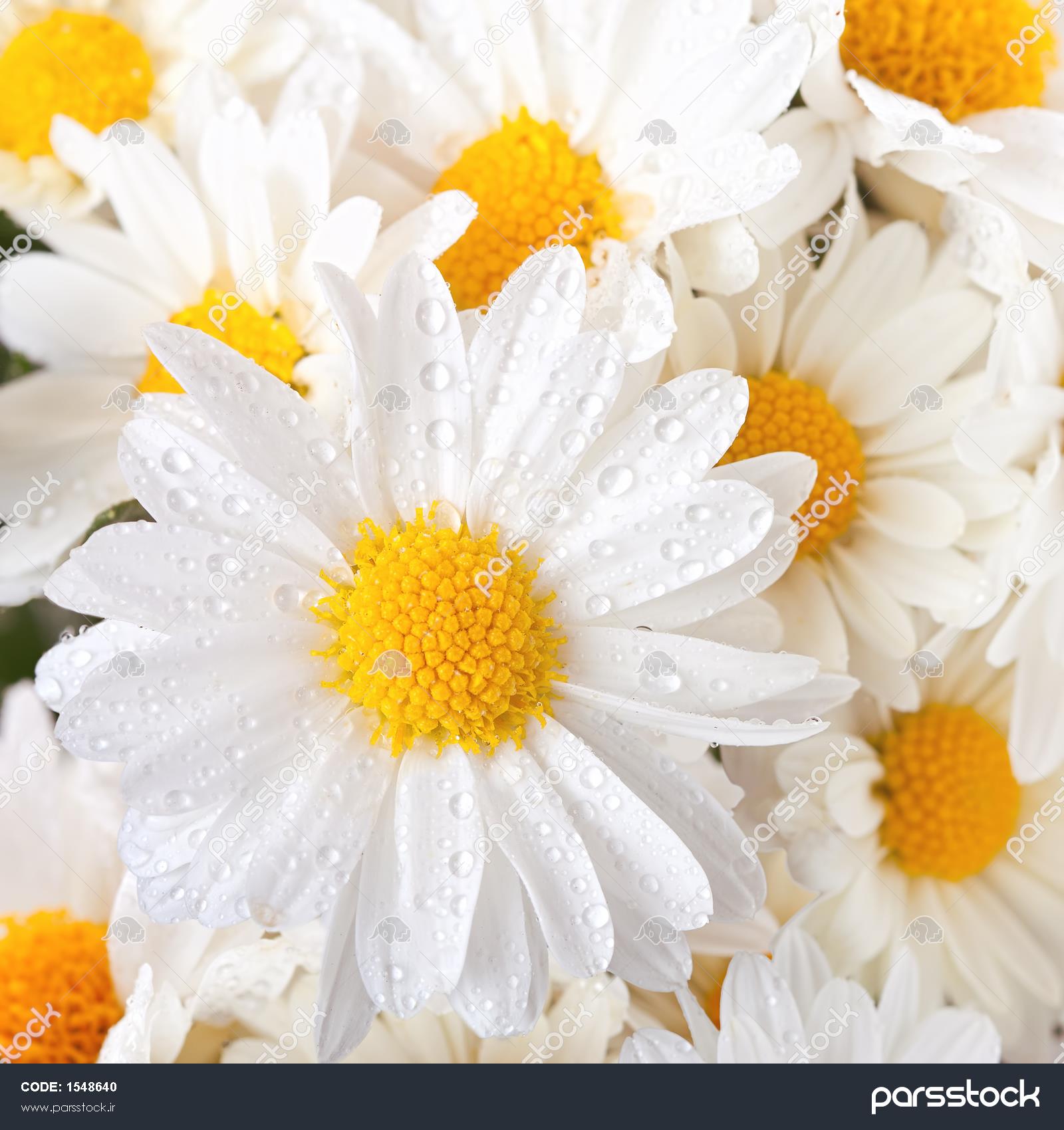 عکس گل داوودی سفید