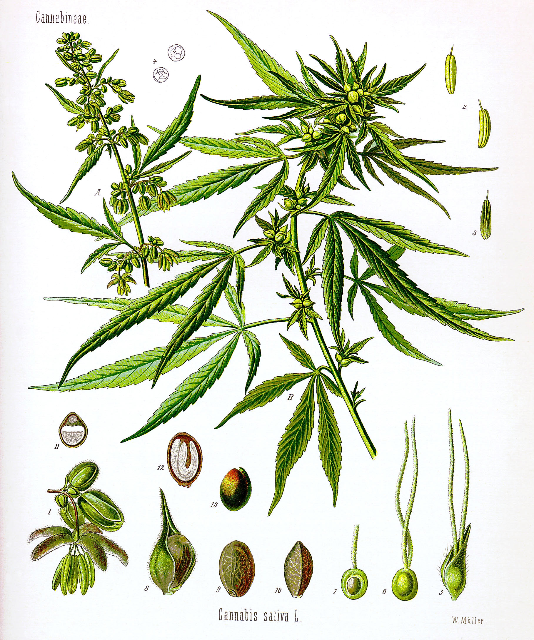 عکس گل حشیش