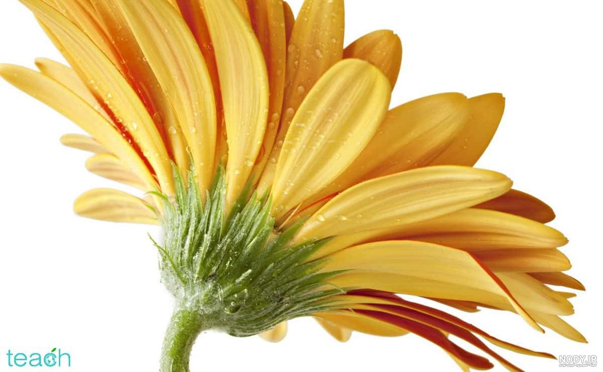 عکس گل چند برچه ای