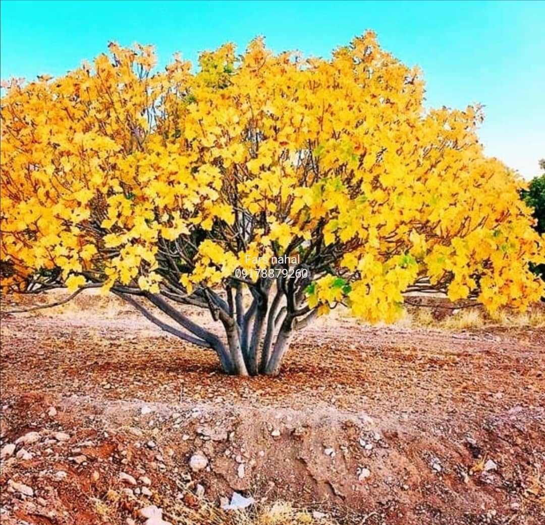 عکس گل درخت انجیر