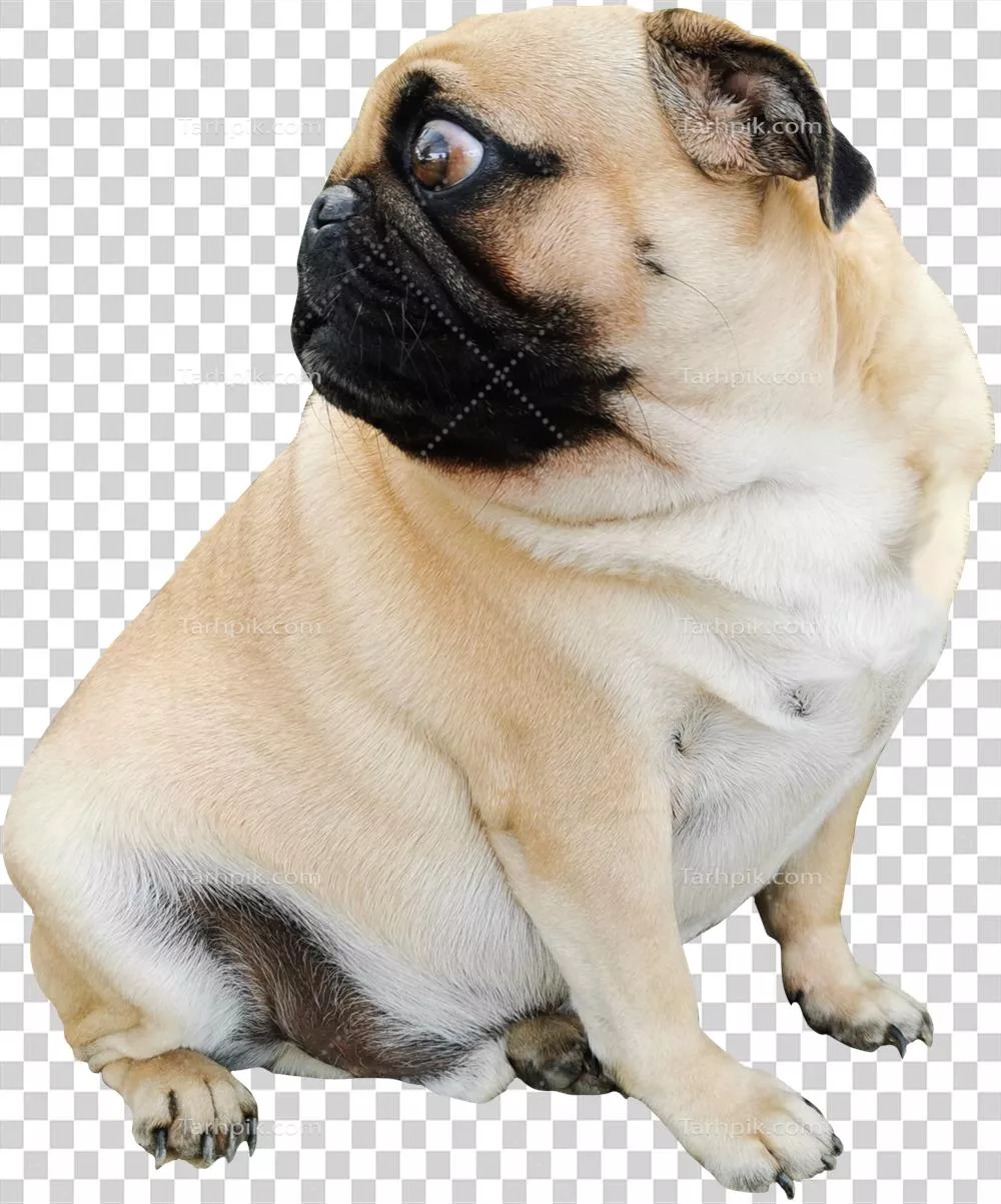 عکس سگ چاق