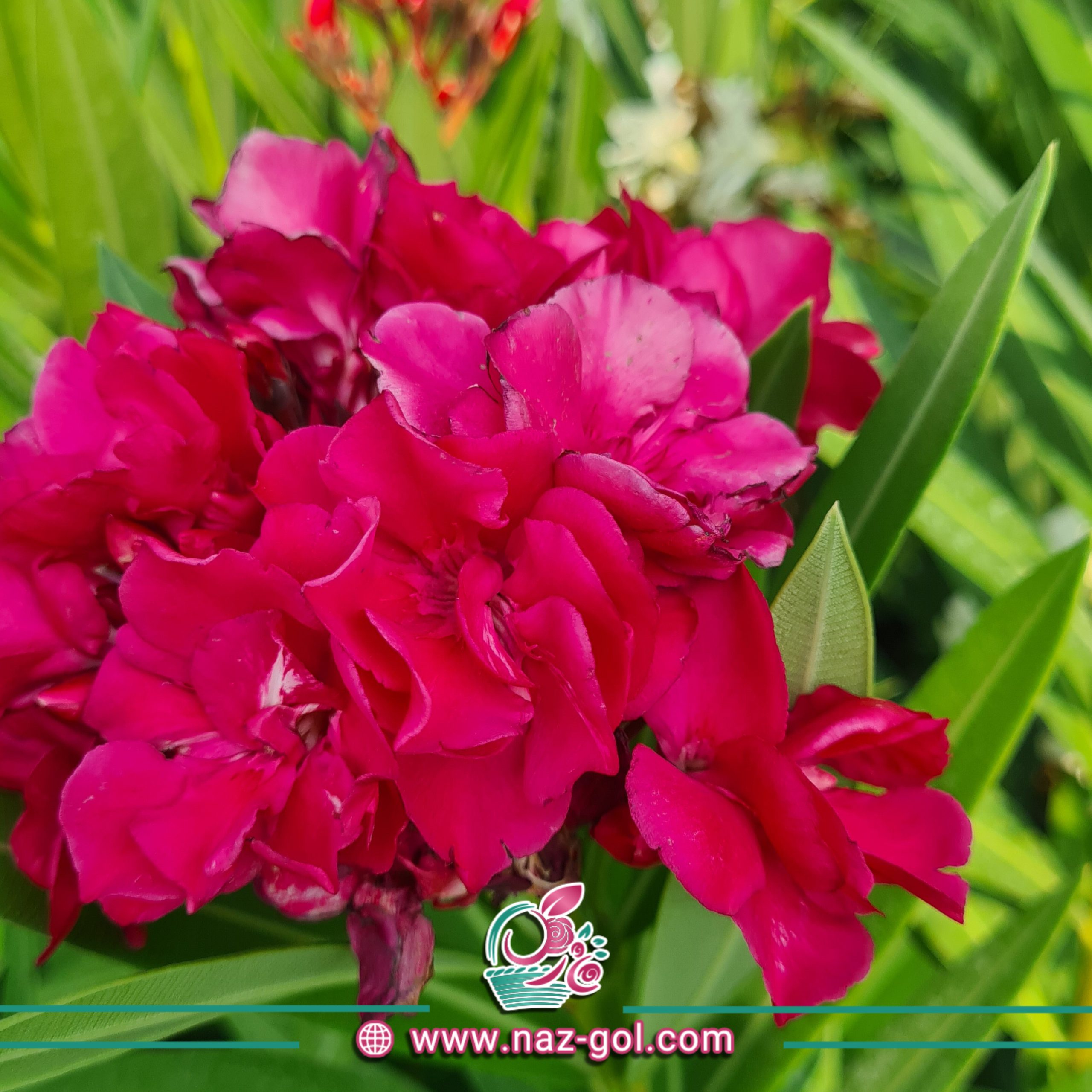 عکس گل خرزهره
