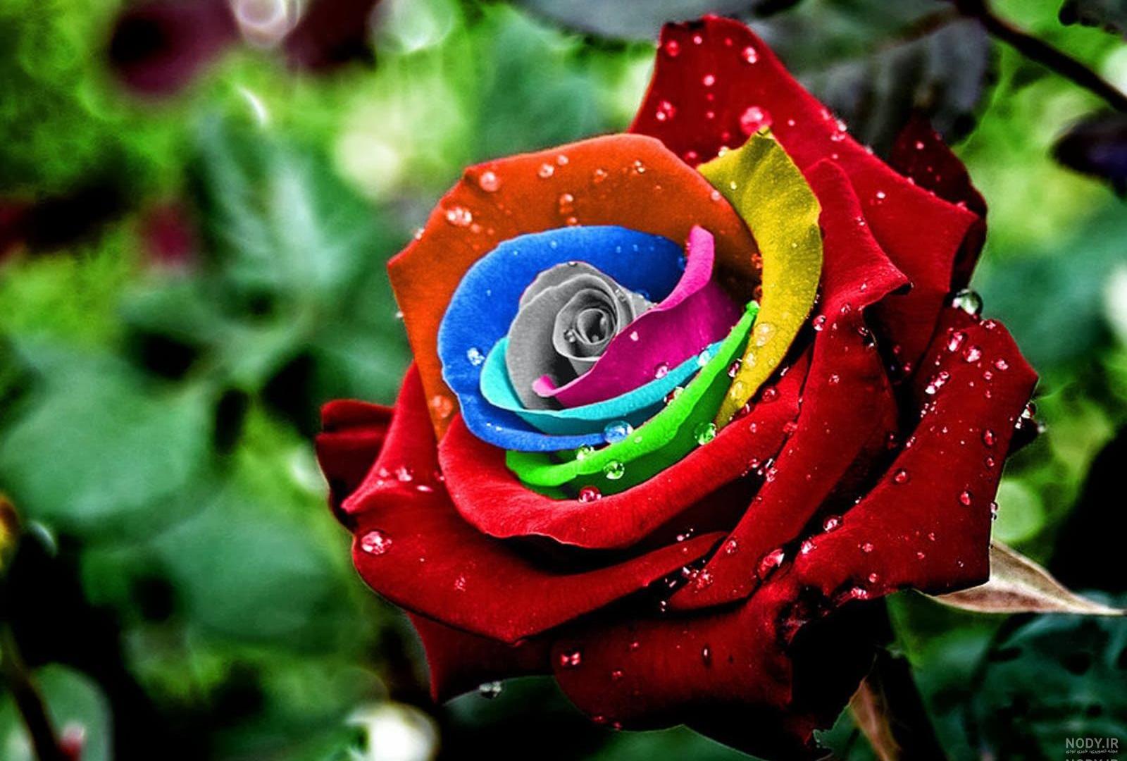 عکس گل حنانه