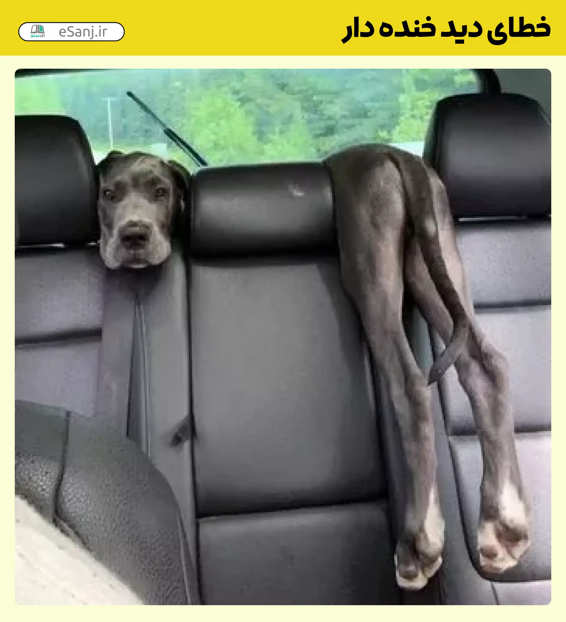 عکس سگ خنده دار