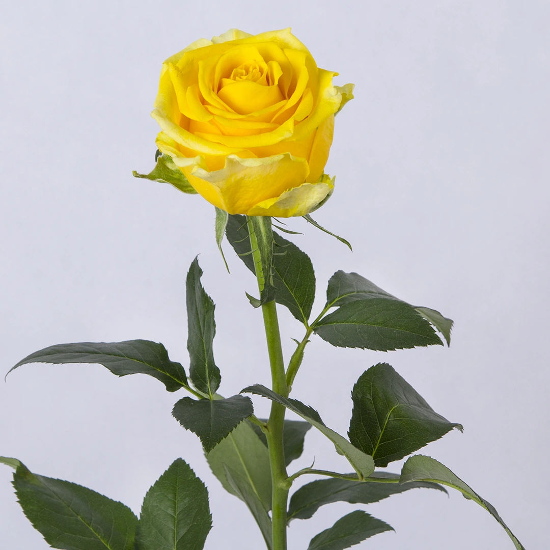 عکس گل زرد