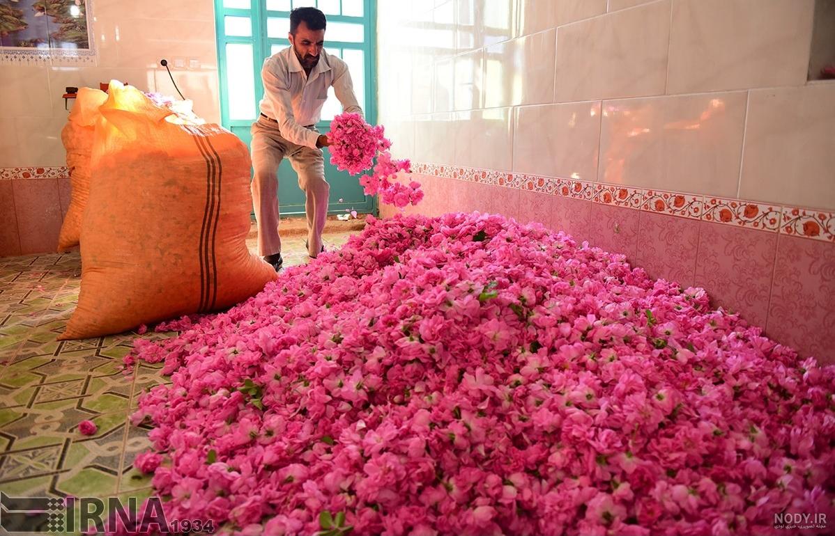 دانلود عکس گل محمدی برای پروفایل