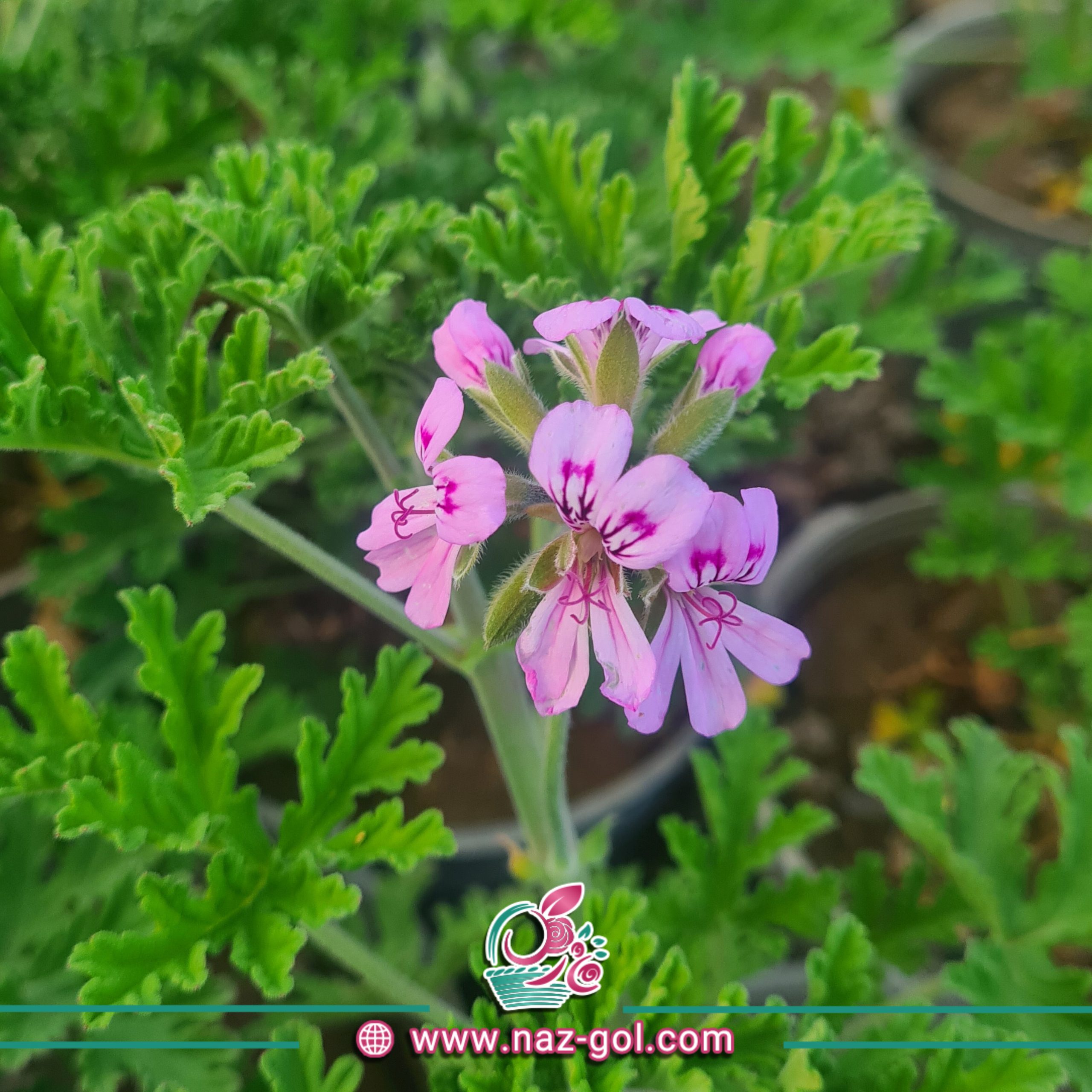 عکس گل ژرانیوم