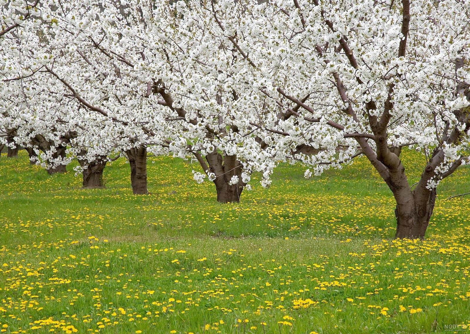 عکس طبیعت برای پروفایل