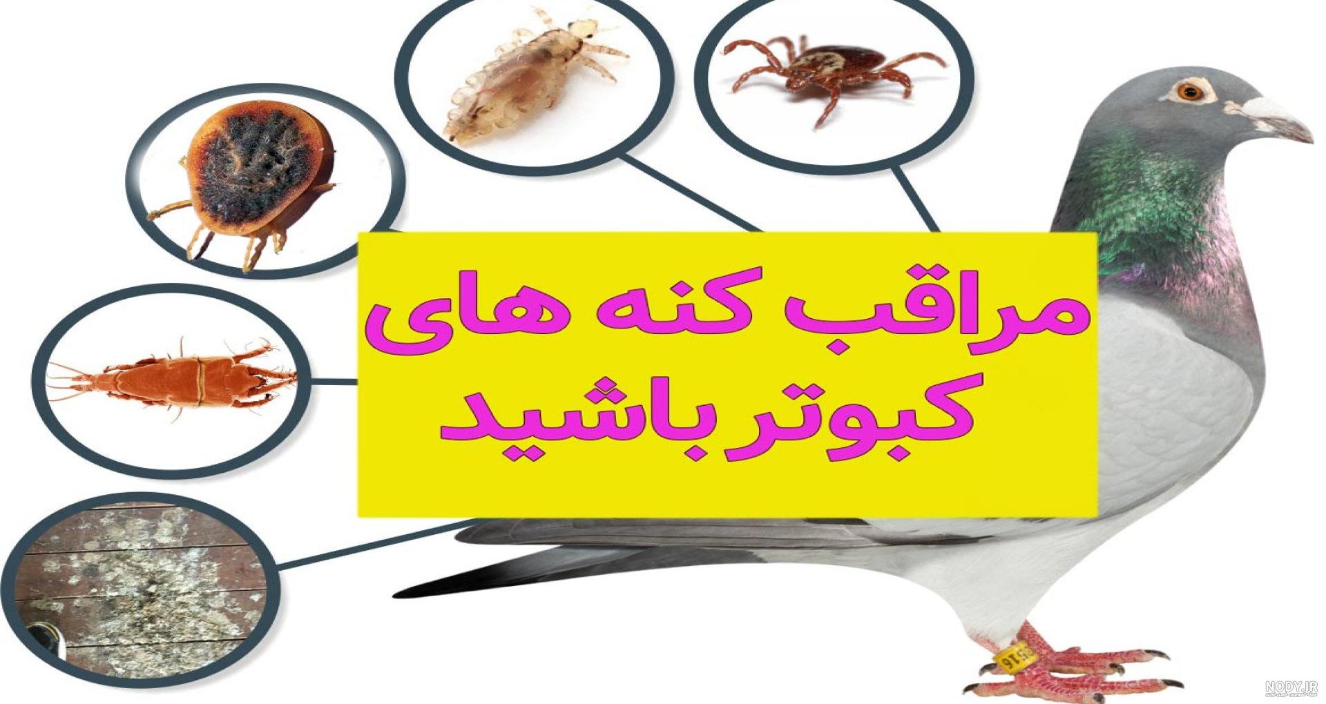 عکس کنه