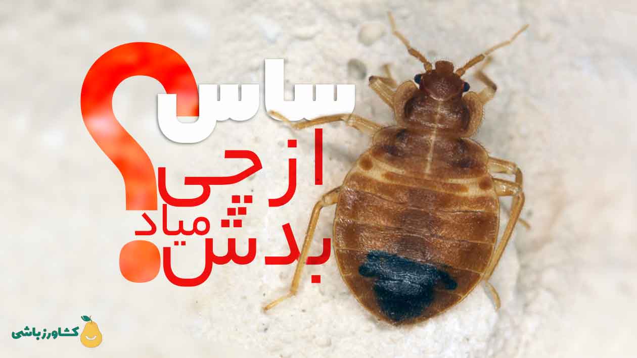 عکس ساس