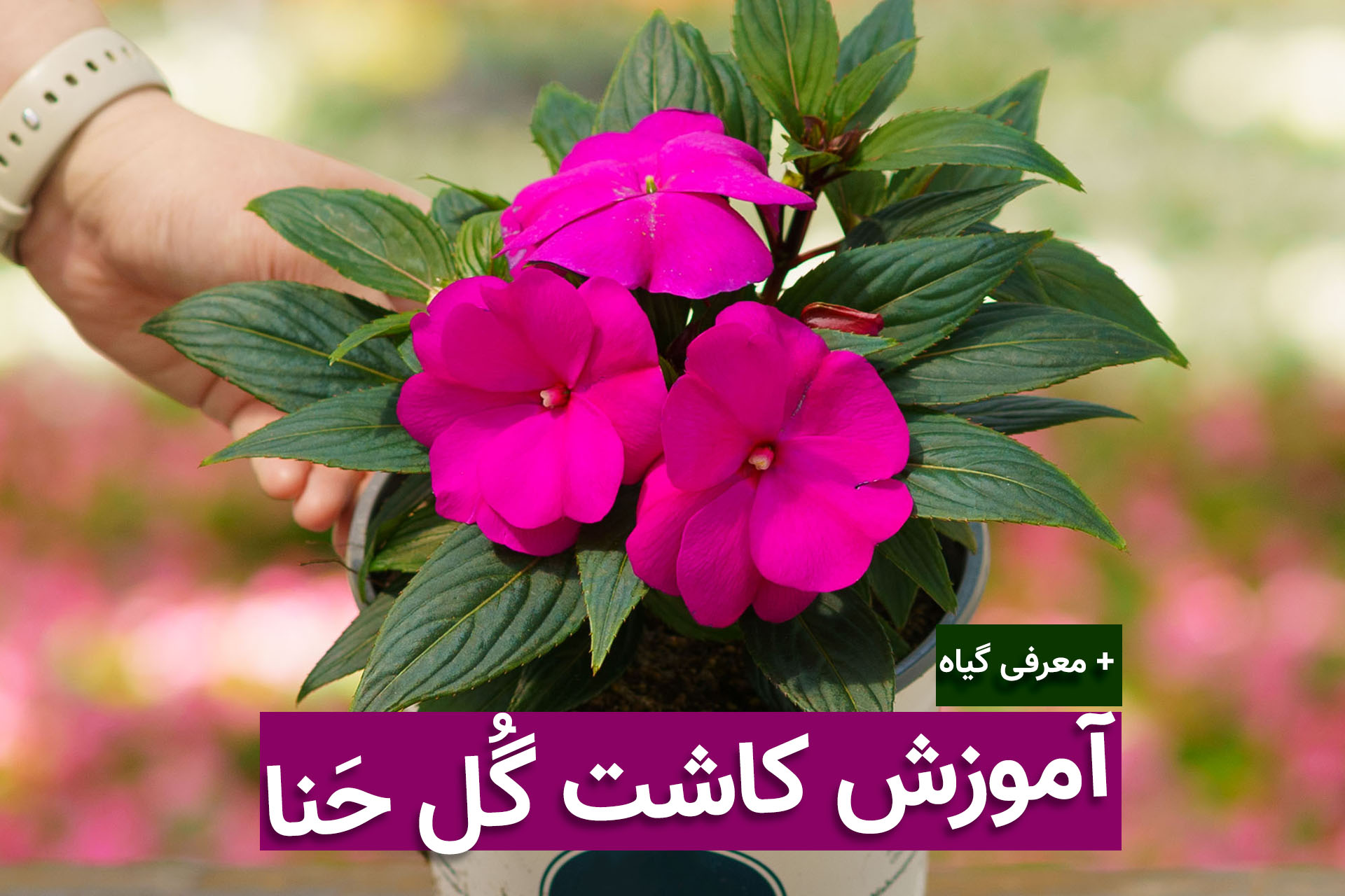 عکس گل حنا